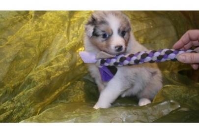 Typvolle Australian Shepherd Welpen
