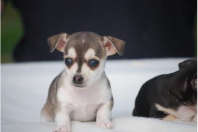 Chihuahua Welpen!!!