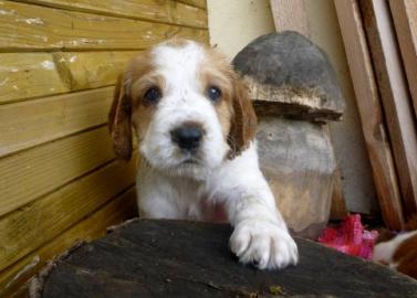 Typvolle Welsh Springer Spaniel Welpen