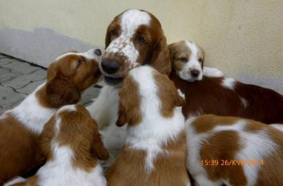 Typvolle Welsh Springer Spaniel Welpen