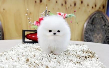 Zwergspitz Pomeranian Welpen mit papiere