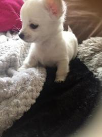 Super s??e Chihuahuas mit Ahnentafel,