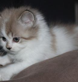 s??es Ragdoll-K?tzchen f?r neues Zuhause