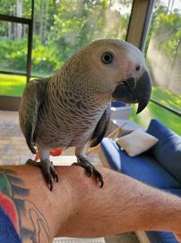 Wundersch�ne Graupapageien mit Papieren