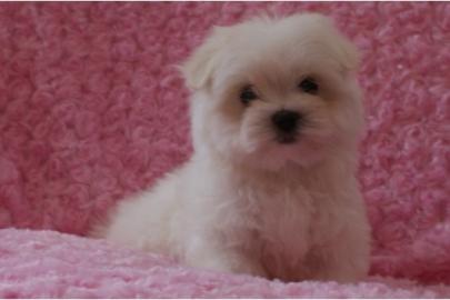 Malteserbabys mit s�ssem Puppengesicht