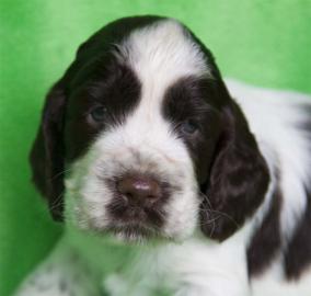 Englisch Springer Spaniel � Welpen