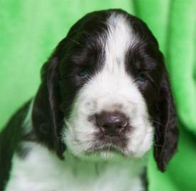 Englisch Springer Spaniel � Welpen