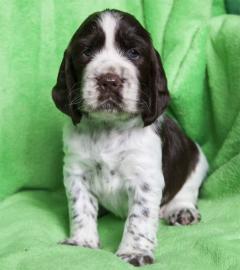 Englisch Springer Spaniel � Welpen