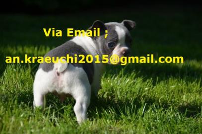 Franzsische Bulldogge Welpen mit papier