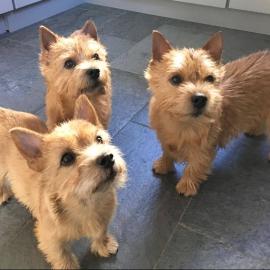 Reinrassige Norwich Terrier Welpen zum V