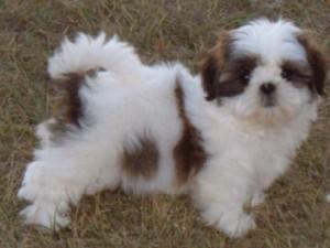 Shih Tzu Welpen suchen bald ein neues Zu