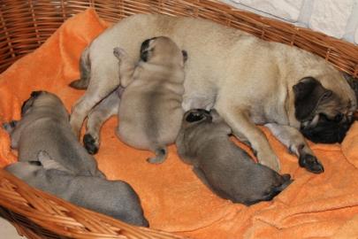 sch�ne Mops Welpen