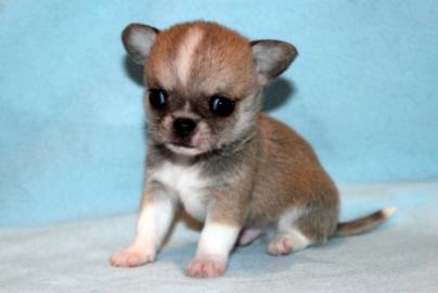 cihuahua welpen