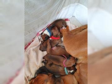 Boxer Welpen ,superniedliche Boxerwelpen