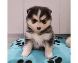 Mini Pomsky Welpen gesund. WhatsApp numme