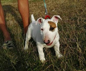 R�den, H�ndinnen Miniatur Bullterrier vo