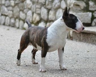 R�den, H�ndinnen Miniatur Bullterrier vo