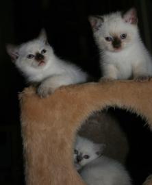 Zauberhaftes Maine-Coon-K?tzchen