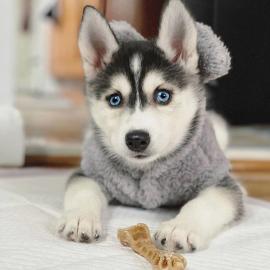 Entz?ckende CKC weibliche Siberian Husky