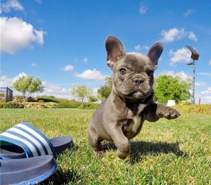 Welpen der franz�sischen Bulldog