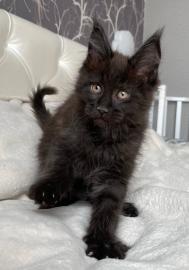 Adorable K�tzchen bereit f�r die Annahme