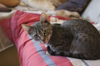 Reinrassige katzen mit Papieren
