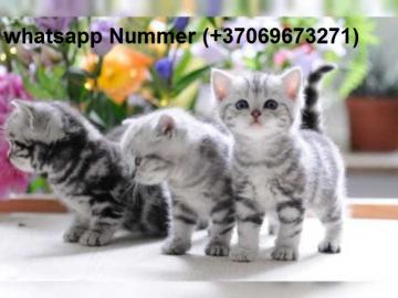 Weihnachten Britisch Kurzhaar (BKH) Katz