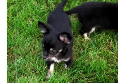 Chihuahua Langhaar Welpen mit Papiere Ch