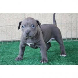 American Pitbull Bluelinewelpen
