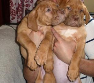 KC Dogue de Bordeaux Welpen