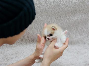 Mini-Schneeflocke Pomeranian/ Zwergspitz