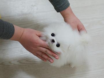 Mini-Schneeflocke Pomeranian/ Zwergspitz