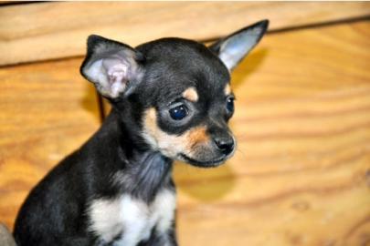Chihuahua  und Chihuahua-Mix Welpen