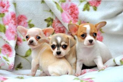 Chihuahua  und Chihuahua-Mix Welpen