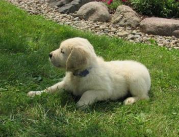 M?nnliche und weibliche Golden Retriever