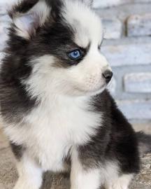 Gesunde, zu Hause aufgezogene Pomsky-Wel