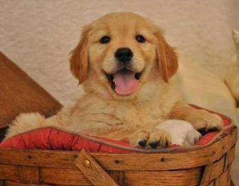 Golden Retriever Welpen zur Annahme