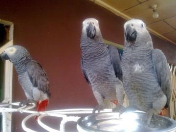 Afrikanische Grau f�r Adoption