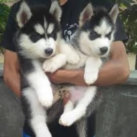 SIBERIAN HUSKY Welpen