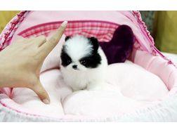 Zwergspitz /Pomeranian mit Stammbaum