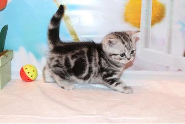 BHK Kitten im Whiskas Look Black Silver