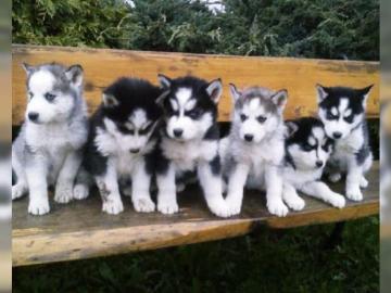Reinrassige Siberian Husky Welpen. 
