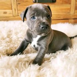 Pitbull-Welpen mit Papieren