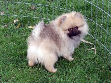 Zwergspitz / Pomeranian Welpen