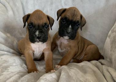 Entz�ckende Boxerwelpen