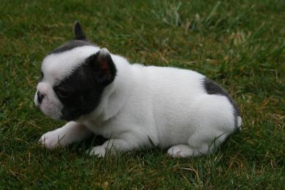 13 Franz�sische Bulldogenbabys 13 Wochen