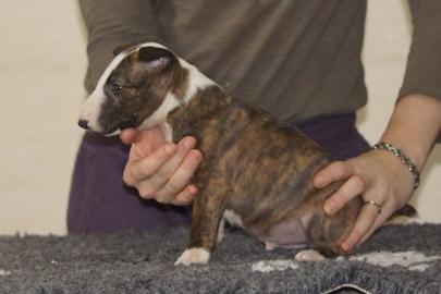 wundersch�ne Miniatur Bullterrier Welpen