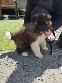Akita-Welpe zur Adoption