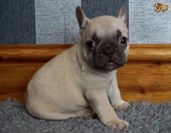 Franz�sische Bulldoggen Welpen,blue mit