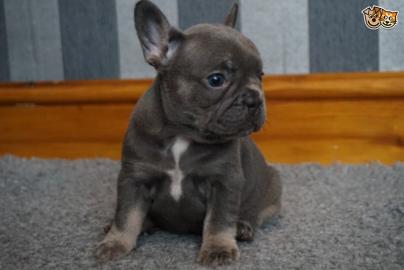 Franz�sische Bulldoggen Welpen,blue mit